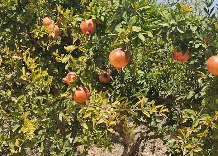 Carabassi Appartement Alicante