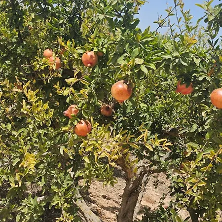 Carabassi 公寓 阿利坎特